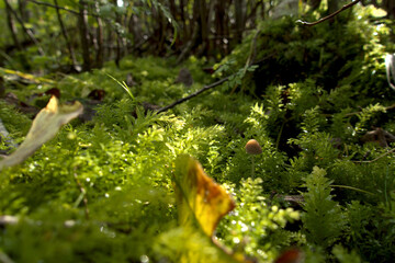 Green moss in the summer forest. Close-up.