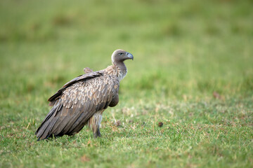 Vulture in the wild
