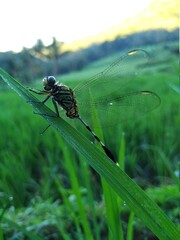 dragonfly on grass