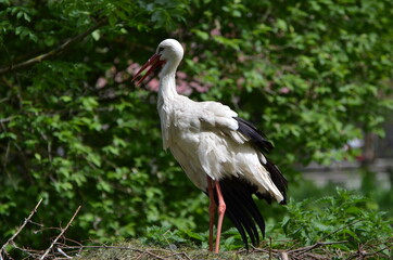 A stork stands in its nest with green leaves and meadows in the background