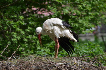 A stork feeds its baby storks in its nest with green leaves in the background