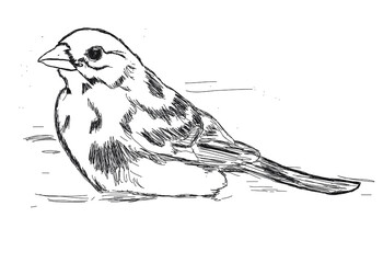 Sketch of a Sparrow