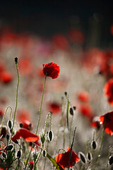 Obraz premium Poppy flowers in spring, may