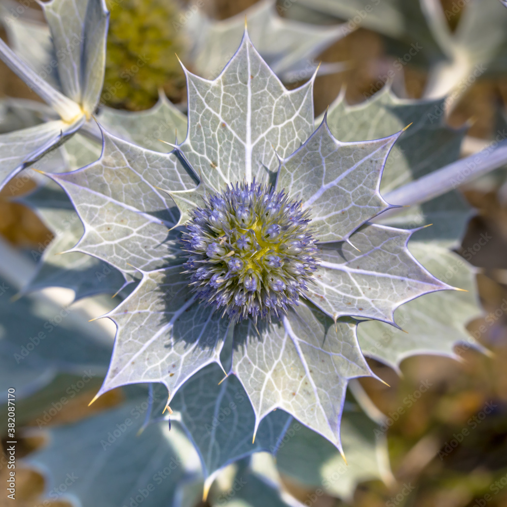 Sticker Seaside eryngo growing in environment