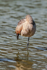 Marbled Godwit (Limosa fedoa) in Malibu Lagoon, California, USA