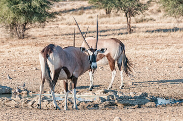 Two oryx at a waterhole in the Kgalagadi
