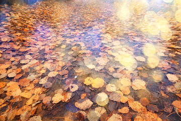 fallen leaves autumn abstract background, yellow leaves, october in the park, seasonal design