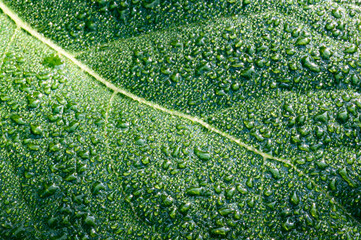 green leaf texture with waterdrops close up