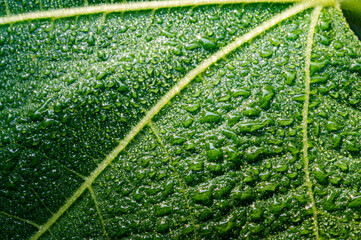 green leaf texture with waterdrops close up