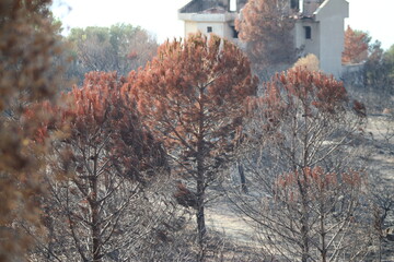 Three burned conifers, whose uppermost branches are not completely charred. The needles have turned red due to the heat.