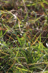 A bird sitting on top of a grass covered field