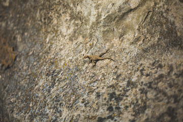 Small lizard sitting on a rock