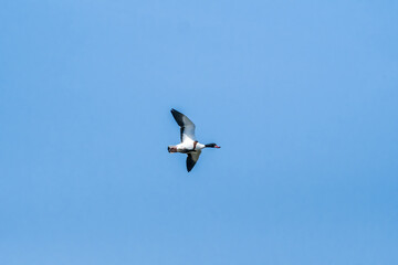 Common Shelduck (Tadorna tadorna) in park