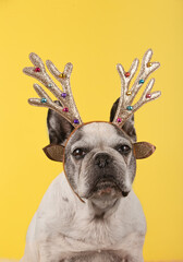 French bulldog dog with head Christmas reindeer antlers on yellow background.