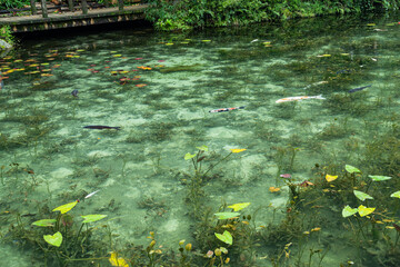 名もなき池（モネの池）