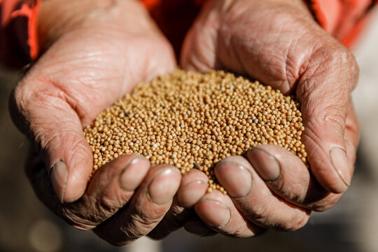 Tiny Mustard Seeds In The Farmer's Hand.