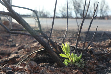 New life emerges from the charred remains of a burnt plant.
