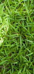 green grass background