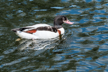 Common Shelduck (Tadorna tadorna) in park