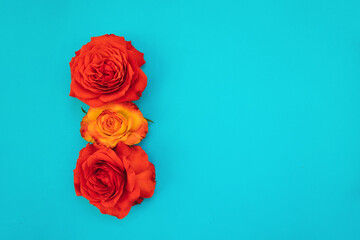 Two red and one yellow roses on a blue background.Holiday gift. Beautiful flower.A gift for March 8 and mother's day.