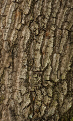 Naklejka premium Close-up of oak-tree bark. A rough tree texture of trunk of oak-tree 