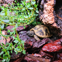tortue testudo hermanni boettgeri de 3 ans