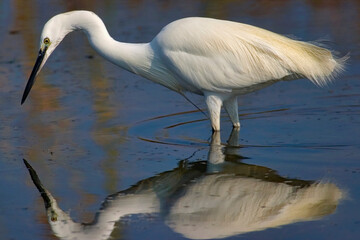 Little Egret, Egretta garzetta, Small Heron, Salinas de Santa Pola Natural Park, Alicante, Comunidad Valenciana, Spain, Europe