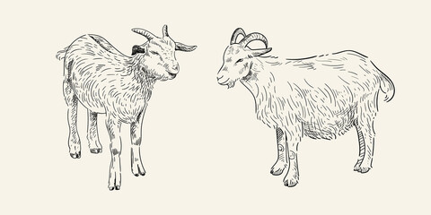 Sketches of two goats. Hand drawn vector in vintage style.
