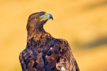 Golden Eagle, Aquila chrysaetos, Spanish Forest, Castile and Leon, Spain, Europe