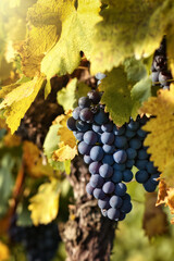 Bunch of blue grapes on the vine among autumnal colours