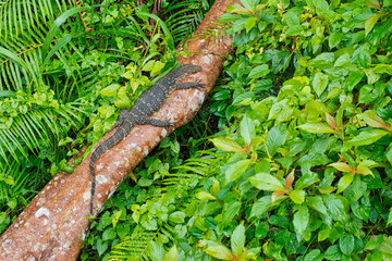 Water Monitor, Varanus salvator, Sinharaja National Park Rain Forest, World Heritage Site, UNESCO,...