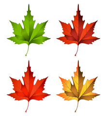 Autumn maple leaves isolated on white background