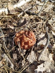 mushroom in the forest