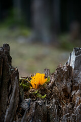 Fototapeta na wymiar Vertical shot of a dandelion on a piece of wood