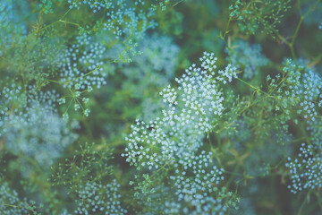 Abstract wildflowers design. Blooming meadow.