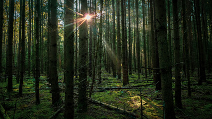Fototapeta na wymiar sun rays through forest