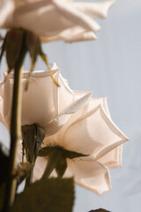 white roses and blue sky