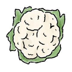 カリフラワー　野菜　水彩　手書き　筆　素材

