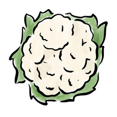 カリフラワー　野菜　水彩　手書き　素材
