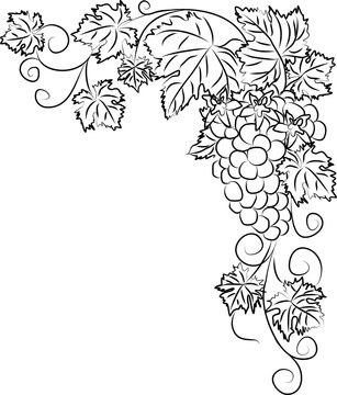 Contour black and white drawing of a vine with a bunch of grapes and flowers. Linear grapevine vector illustration isolated on white background. Clipart for coloring page