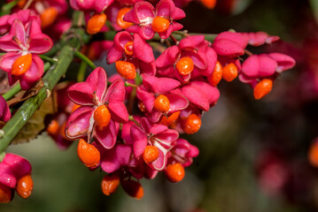 European Spindle (Euonymus europaea) in park