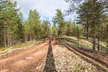 The road in the taiga forest. Autumn sunny day, long shadows from the trees