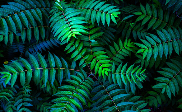 Fototapeta Colorful fern leaves on black background