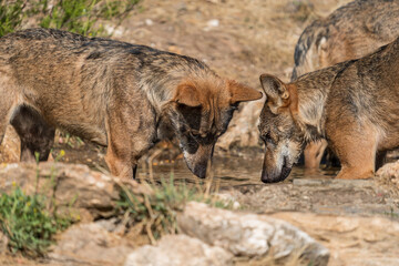 Two wolfs together looking to the pond