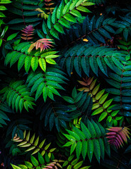 Colorful fern leaves on black background