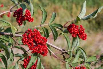Red Elderberry (Sambucus racemosa) in Central Russia