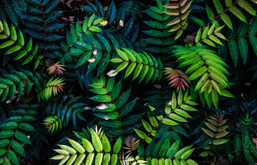 Naklejka na ściany i meble Colorful fern leaves on black background