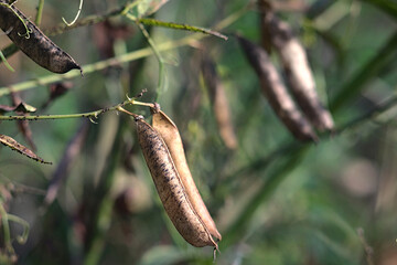 dry pods with seeds on a plant branch