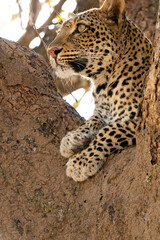 Wild leopard over the tree looking for preys