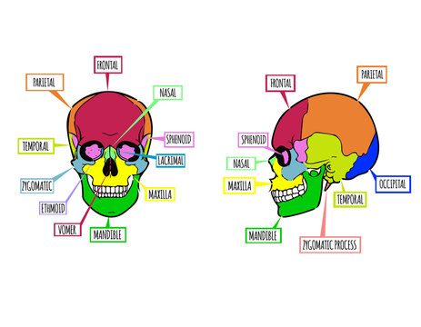 Human's skull anatomy. Illustration with every single skull's bone named with different color